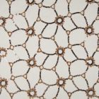 Tissu Voile de coton Fleurs camel brodées de sequins argentés reliées sur fond Blanc - Par 10 cm